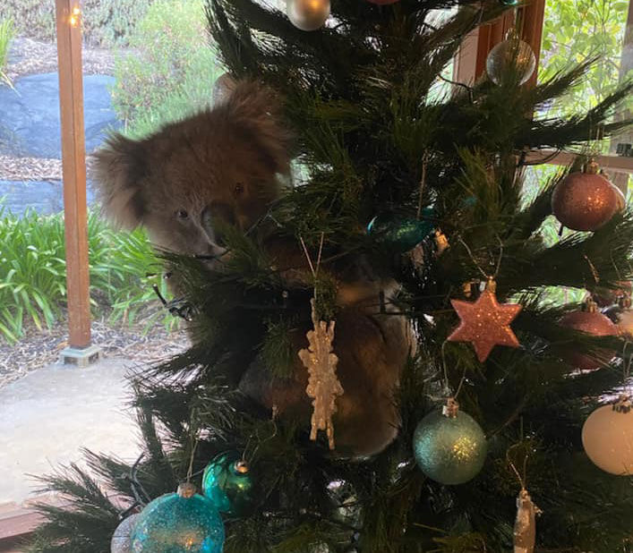 Koala